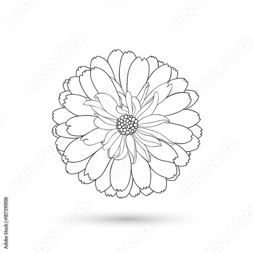 Hand-drawing vector flower chamomile. Element for design.