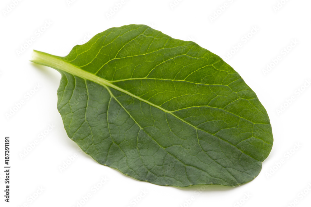 Obraz premium Spinach leaves close up isolated on white.