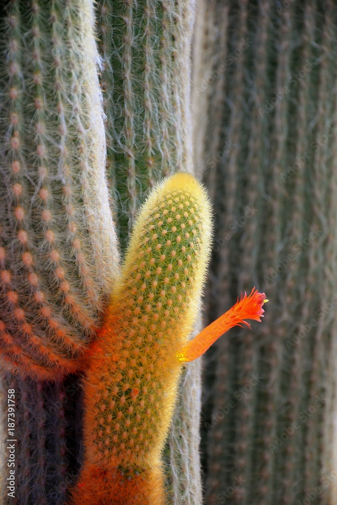 Fototapeta premium Bien le bonjour