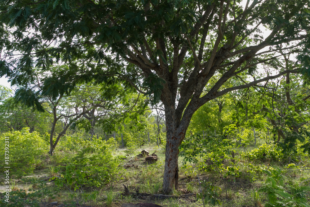 Cerrado in Piaui, Brazil