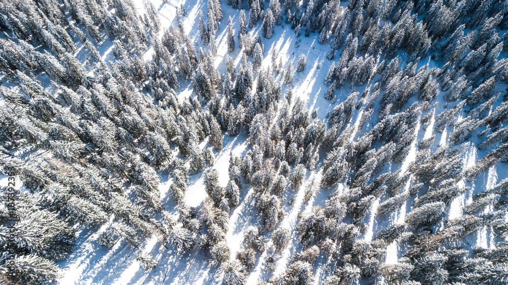Trees covered in snow from above. Aerial picture in Cortina D'ampezzo, Italy.