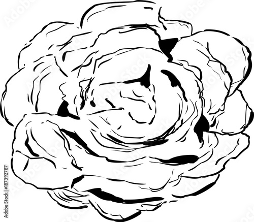 Outlined Bibb Lettuce Drawing