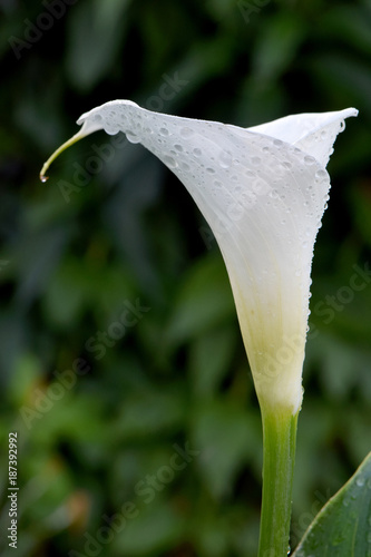 White Arum 02