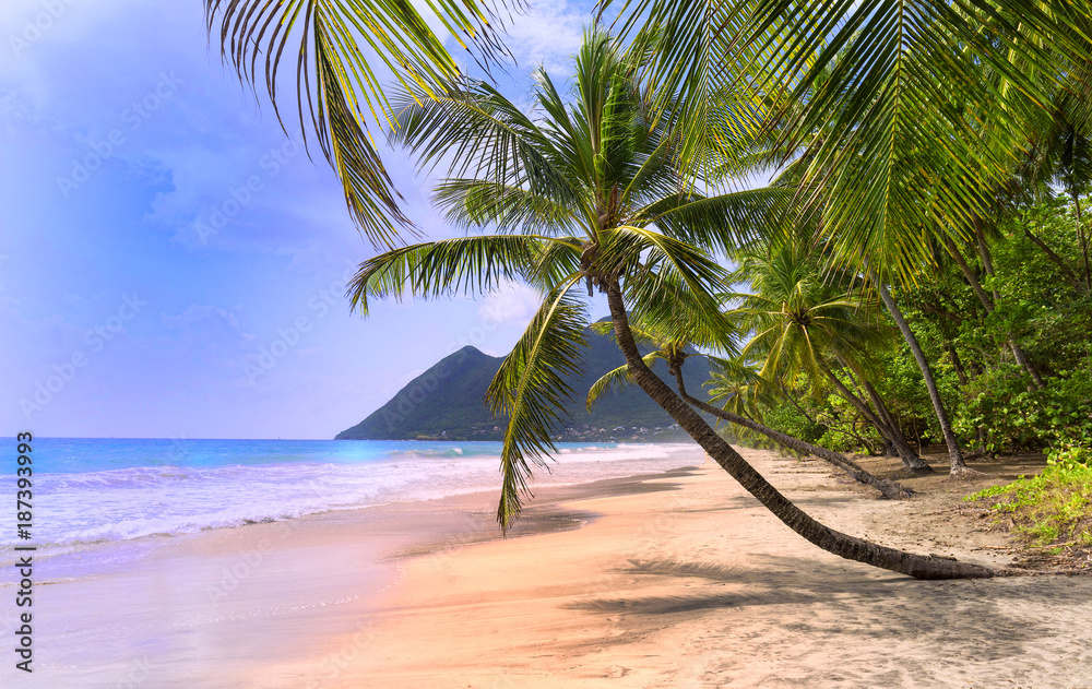 The palm trees on Caribbean beach, Martinique island.