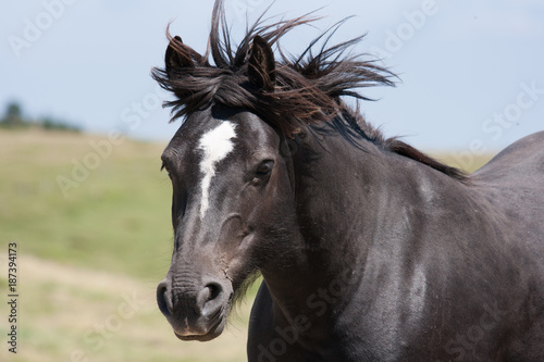 Black stallion with mane blowing in the wind
