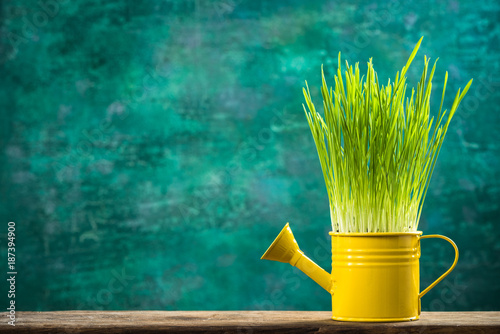 Watering can with grass growing, spring gardening concept