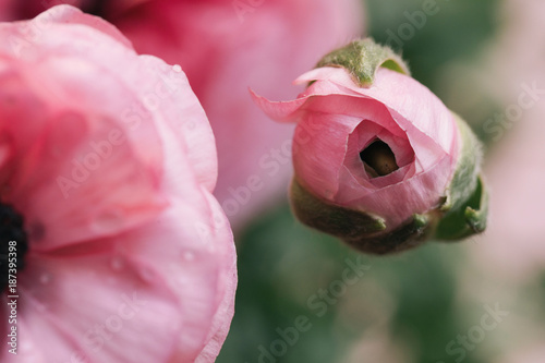 pink ranunculus bud about to open photo