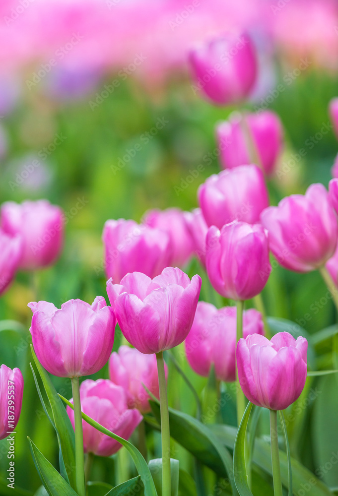 Obraz premium Close-up of pink tulips in a field ,pink tulips in the garden, pink tulip with bokeh.