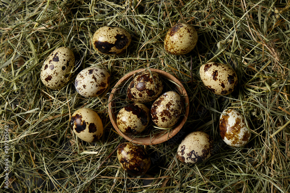 Obraz premium Quail eggs on the hay