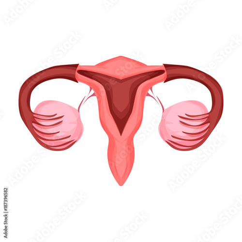 Uterus illustration. Human internal organs. Vector illustration photo