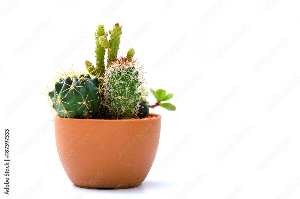 cactus isolated