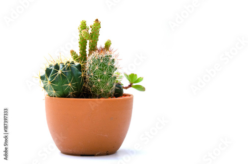 cactus isolated