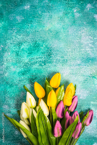 Vibrant tulips on concrete background.Easter or Spring template