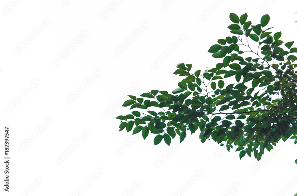 Fototapeta premium Green leaves hipster
