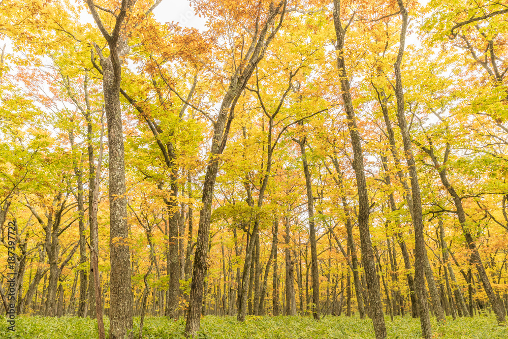 Yellow forest at Nikko , Tochigi prefecture in autumn