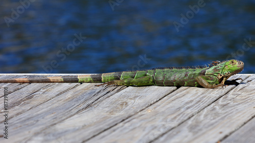 Green iguana resting on the pier, water in the background