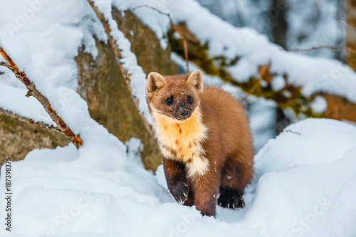 Single weasel sitting at snow field, mustela nivalis © dziewul