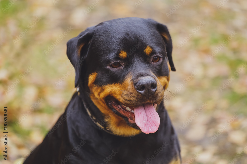 Beautiful Rottweiler dog in the forest.