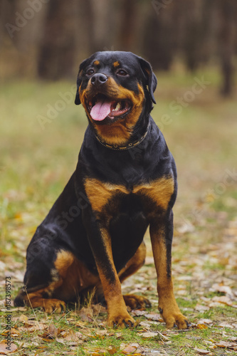 Beautiful Rottweiler dog in the forest.