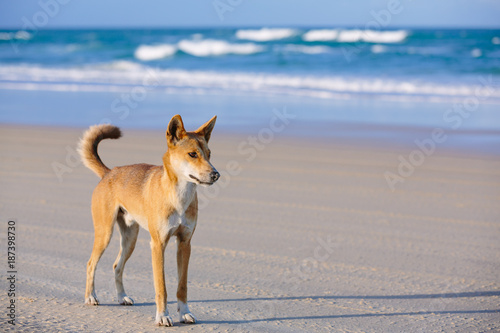 Canvas Print Dingo on the beach in Great Sandy National Park, Fraser Island Waddy Point, QLD,