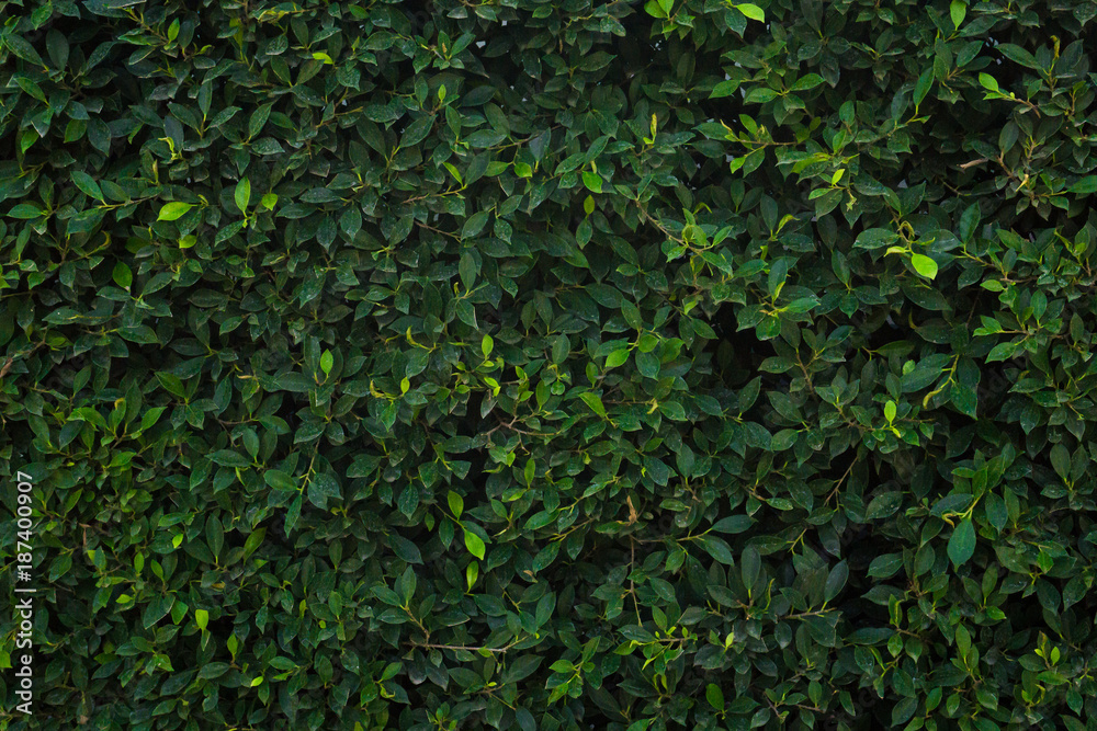 Green tree wall for closeup textured background pattern Green tree wall for closeup textured background pattern
