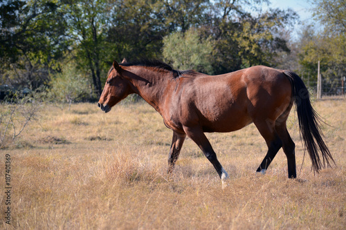 Brown horse side/Candid side view of brown horse in field
