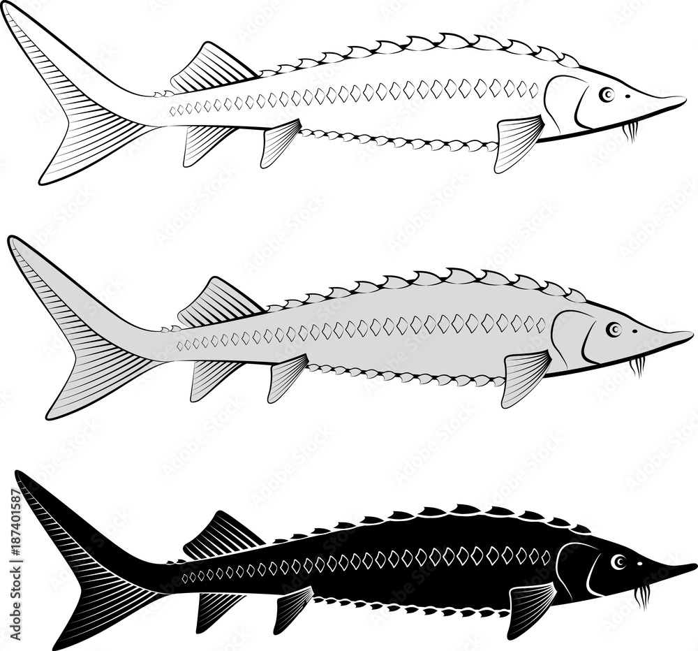 Naklejka premium isolated sturgeon