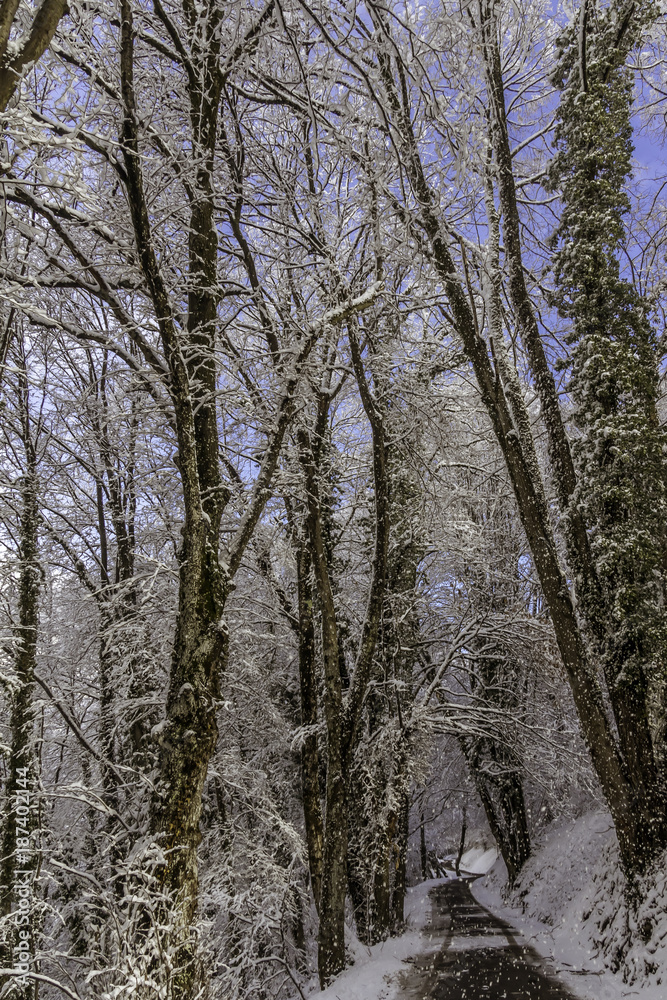 Fototapeta premium Snowy forest path