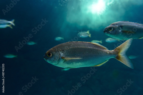 Fototapeta Naklejka Na Ścianę i Meble -  fish in aquarium close-up
