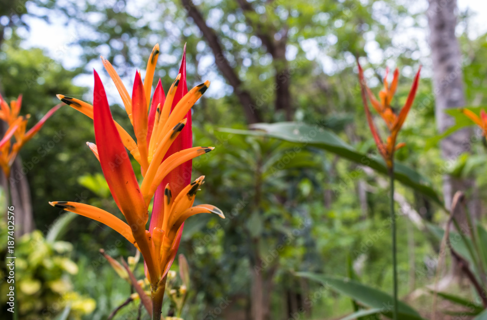 Obraz premium Exotic Flower