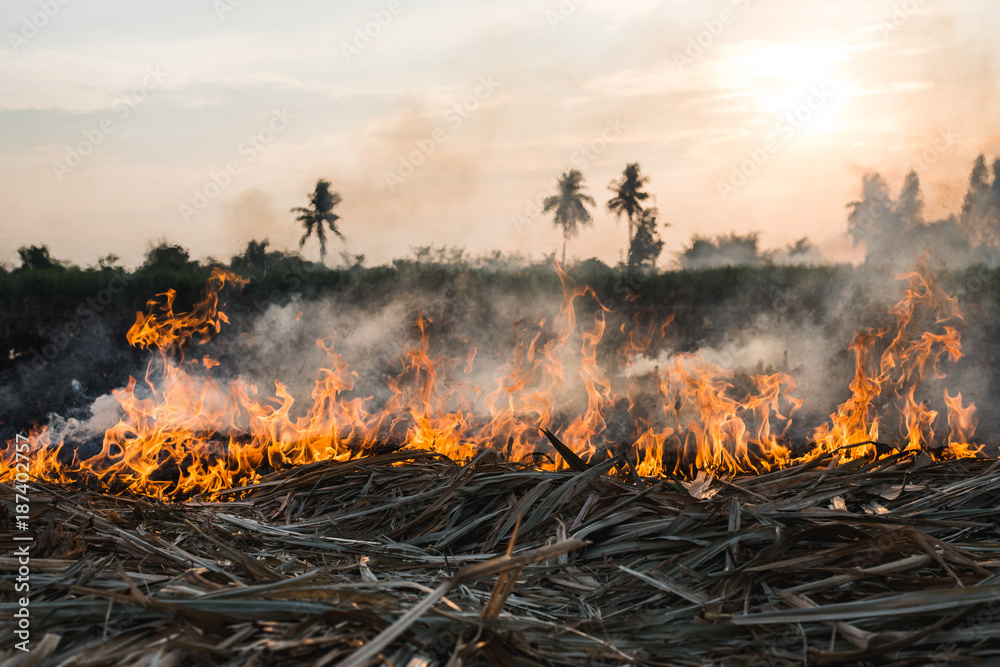 Sugarcane leaves burning in a field during sunset Sugarcane leaves burning in a field during sunset