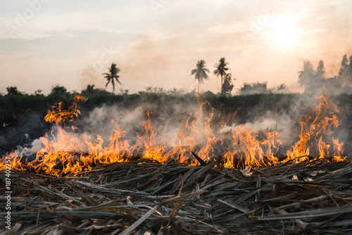 Sugarcane leaves burning in a field during sunset photo