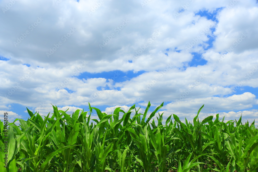 Corn Field and sky