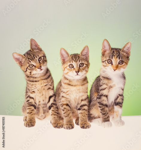 Fototapeta Naklejka Na Ścianę i Meble -  cat