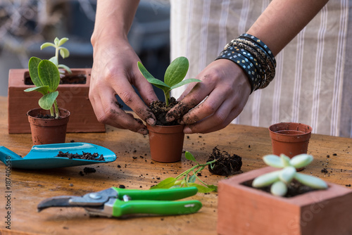 Female gardener planting cacti