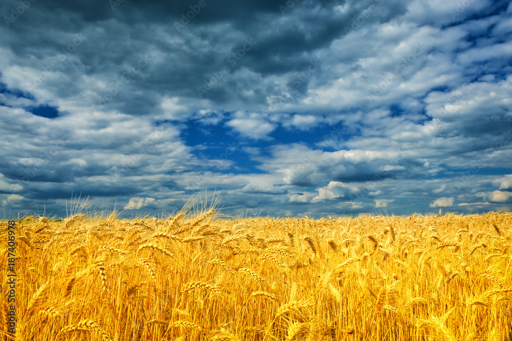 Wheat field against a blue sky