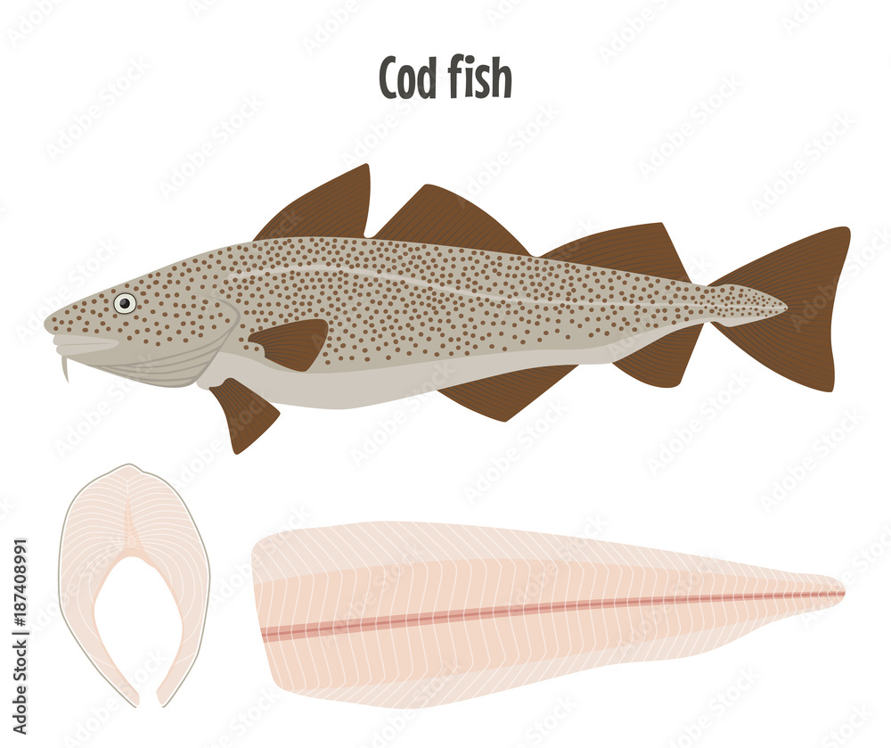 Naklejka premium Codfish, steak and fillet vector illustration