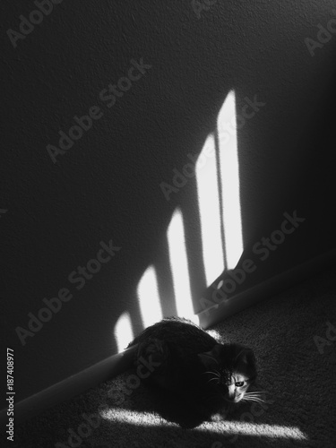 Cat sunbathing