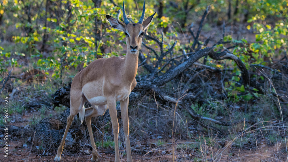Graceful Impala locking eyes with a stranger Graceful Impala locking eyes with a stranger