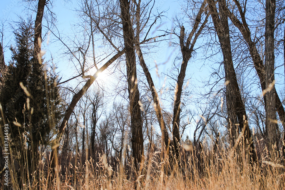 Fototapeta premium sunny day