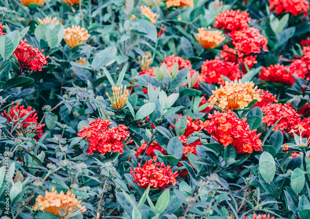 Jardim Jardim