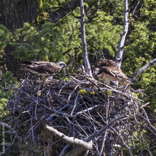 Yellowstone Osprey Family