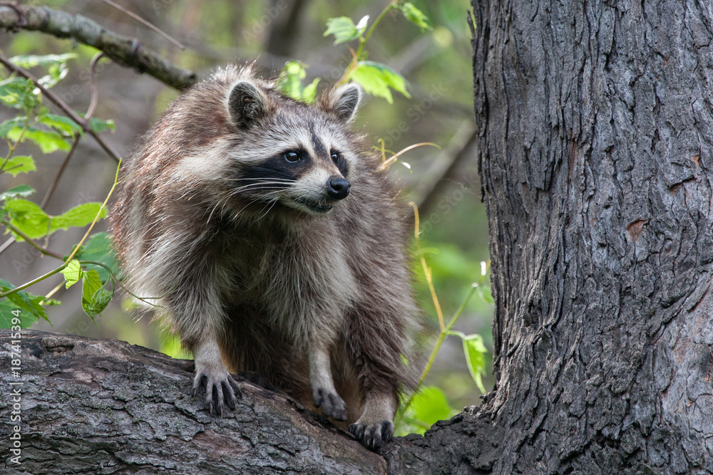 Naklejka premium Raccoon in a Tree - Ojibway Nature Preserve - Windsor, Ontario - 2017-05-17