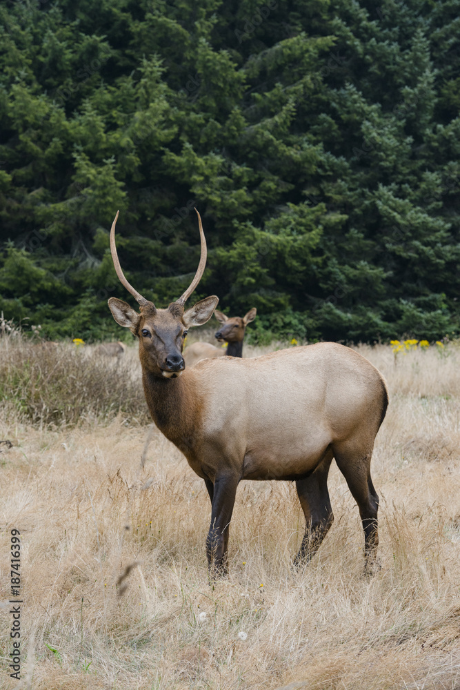 Wild Elk Wild Elk