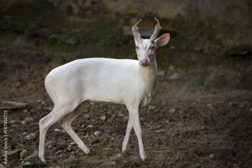 Fototapeta premium Image of an albino barking deer on nature background. Wild animals.