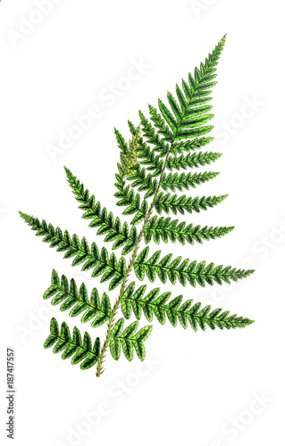 Illustration of a fern © ruskpp