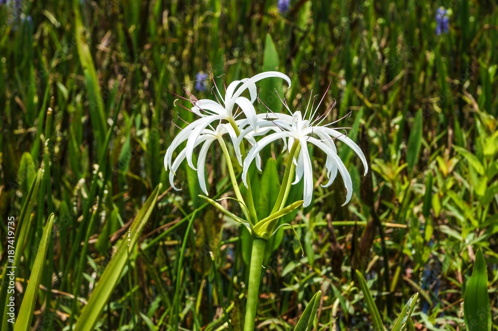 Obraz premium white swamp flowers