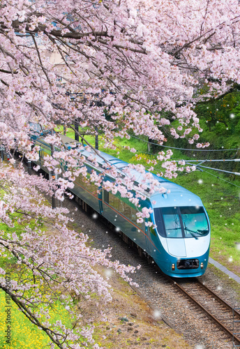 Japan train in sakura cherry blossom seasom at Yamakita Town , Kanagawa prefecture