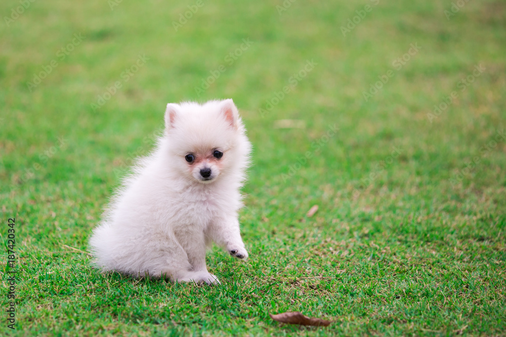Fototapeta premium white pomeranian dog sitting on the grass