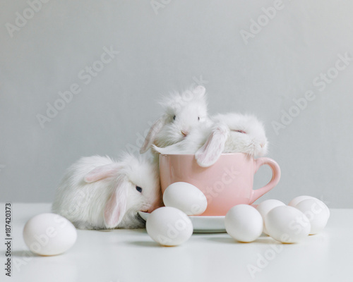 Three Little white rabbit in a mug photo